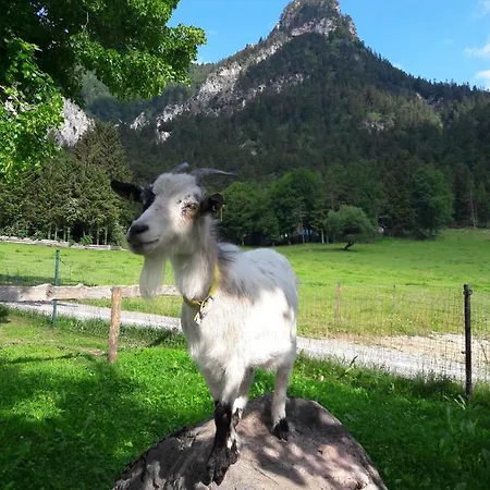Farm stay Bognerlehen Rupert Kurz